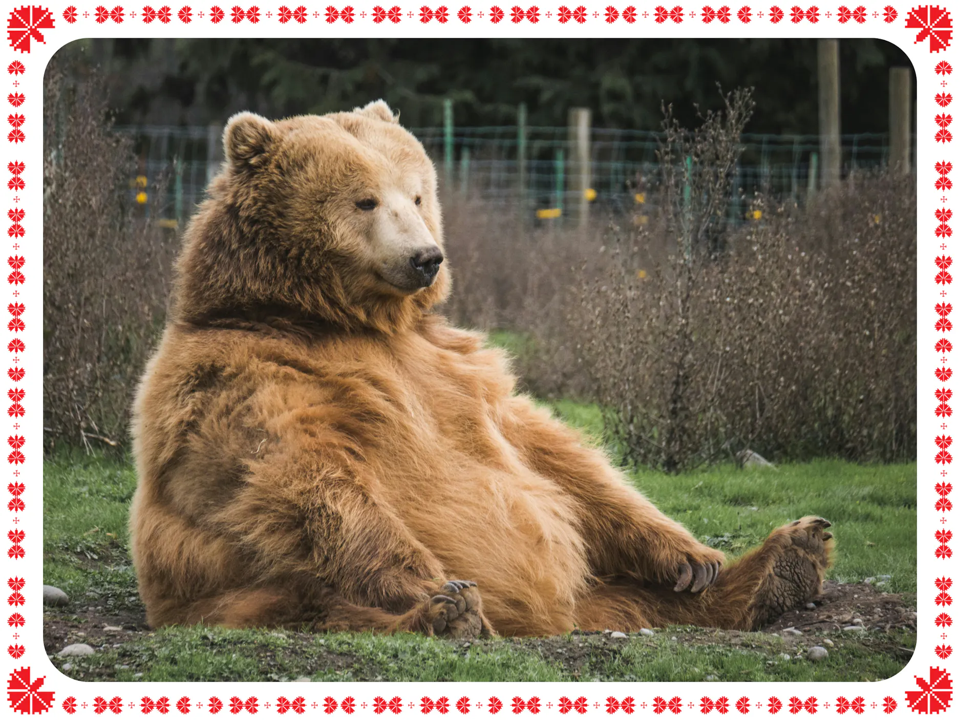 Medved sedi sredi trave